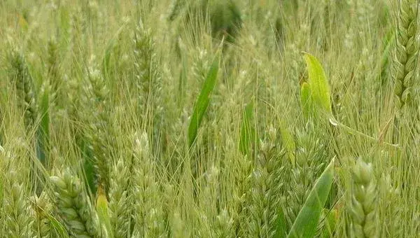 2018种小麦赚钱吗？小麦种植的利润与投资成本及前景预测