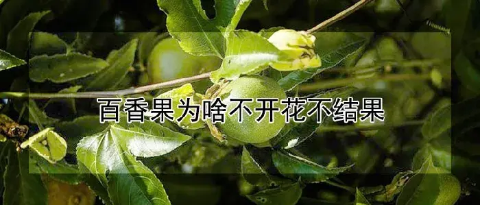 百香果为啥不开花不结果