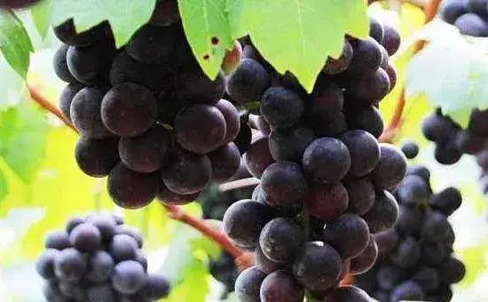 夏黑葡萄种植技术，选择适合当地种植的品种是关键