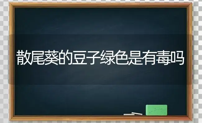 散尾葵的豆子绿色是有毒吗 | 植物问答