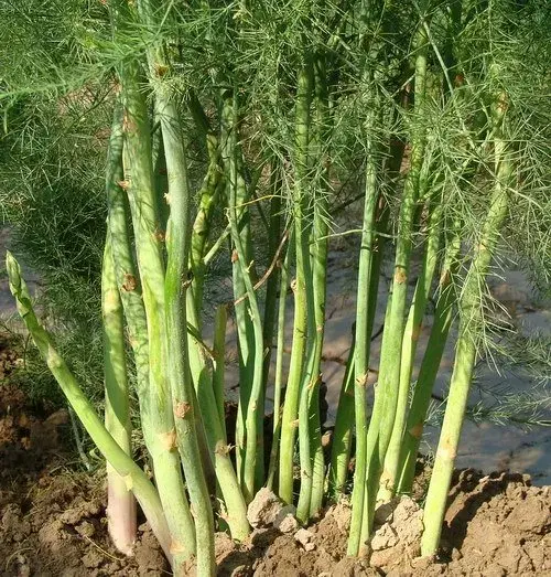 芦笋的三大种植模式