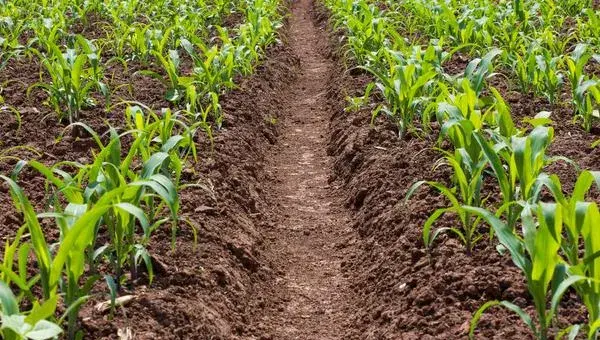 2018种玉米赚钱吗？玉米种植的利润与投资成本及前景预测