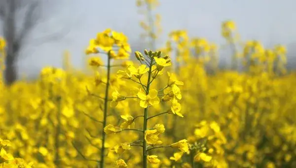 小雪前后油菜的田间管理要点