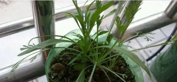 花菱草怎么种 花菱草种植方法与注意事项