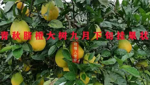 青秋脐橙枝条哪里有卖