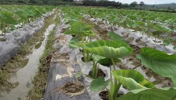 芋头种植需要多长时间？掌握技术与管理方法