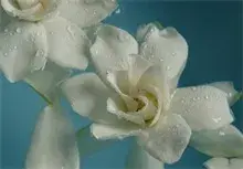 黄栀子花的园林观赏作用