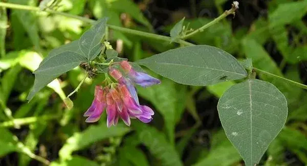 野菜歪头菜高产栽培技术 歪头菜繁殖方法