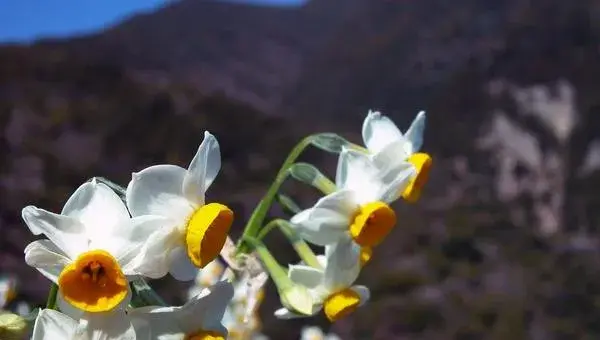 如何养水仙花 水仙花怎么种