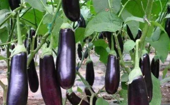 茄子怎样打叶和整枝