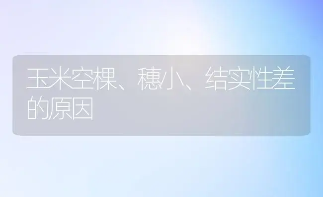 玉米空棵、穗小、结实性差的原因 | 植物科普