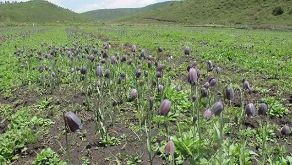 川贝母种植条件