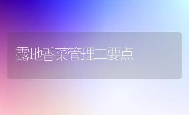 露地香菜管理三要点 | 植物科普