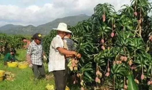 我国芒果种植主要分布在哪？芒果种植对环境的要求