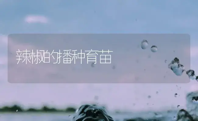 辣椒的播种育苗 | 植物百科
