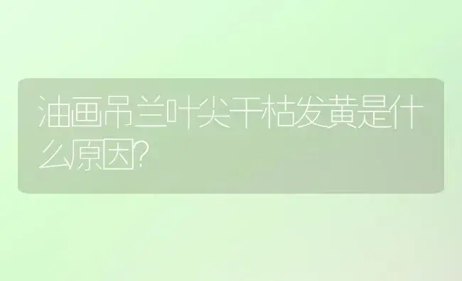 油画吊兰叶尖干枯发黄是什么原因？ | 植物问答