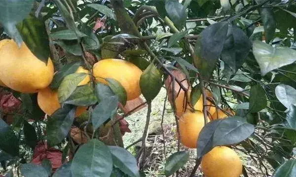 木瓜树冬季如何防冻害