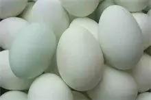 真鹅蛋难觅 假鹅蛋两毛能卖十元