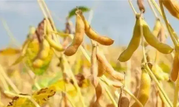 大豆空荚是什么原因？怎么去改善