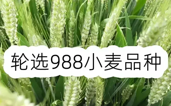 轮选988小麦品种介绍