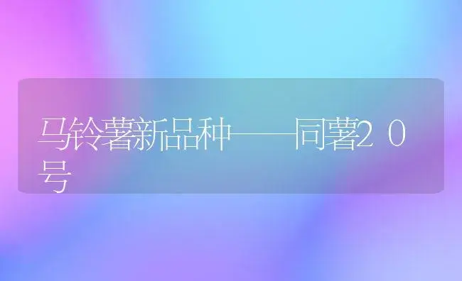 马铃薯新品种——同薯20号 | 植物科普