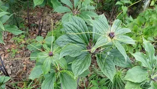 重楼种子怎么催芽 重楼几月开花