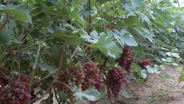 南方巨峰葡萄种植技术