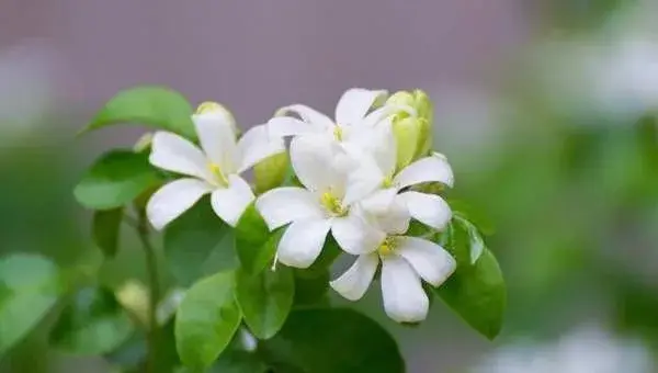 九里香种植栽培技术管理要点（附修剪技巧）