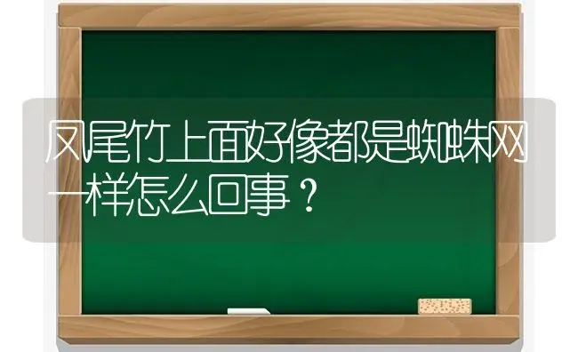 凤尾竹上面好像都是蜘蛛网一样怎么回事？ | 植物问答