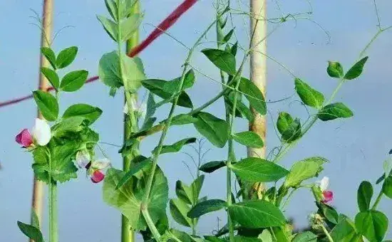 豌豆开花期浇水好吗