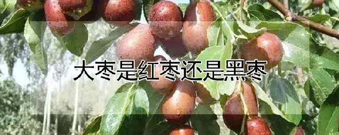 大枣是红枣还是黑枣