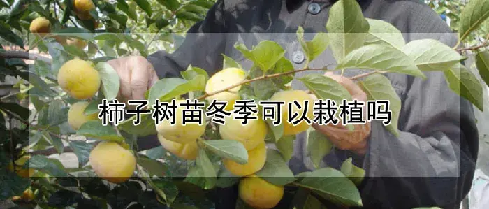 柿子树苗冬季可以栽植吗