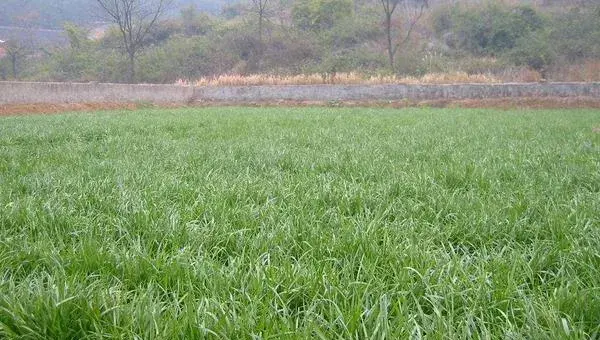 牧草种植技术 牧草怎么种产量高