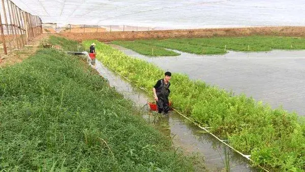 水芹菜种子种植方法和时间 水芹菜旱地种植技术