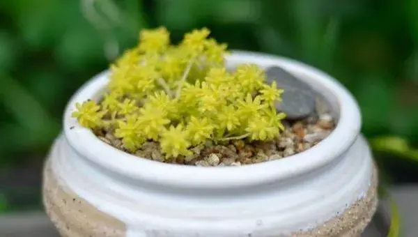 黄金万年草移盆注意事项 黄金万年草浇水技巧