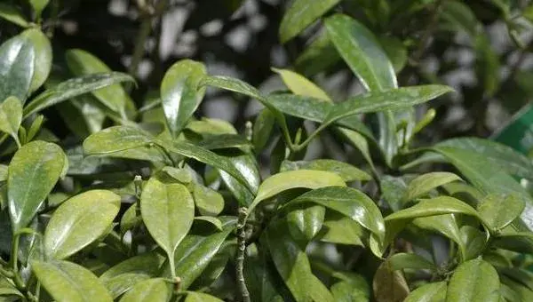 非洲茉莉怎么浇水 非洲茉莉换盆注意事项
