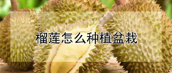 榴莲怎么种植盆栽