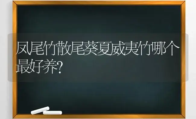 凤尾竹散尾葵夏威夷竹哪个最好养？ | 植物问答