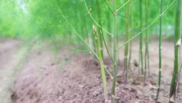 芦笋种子的播种方法