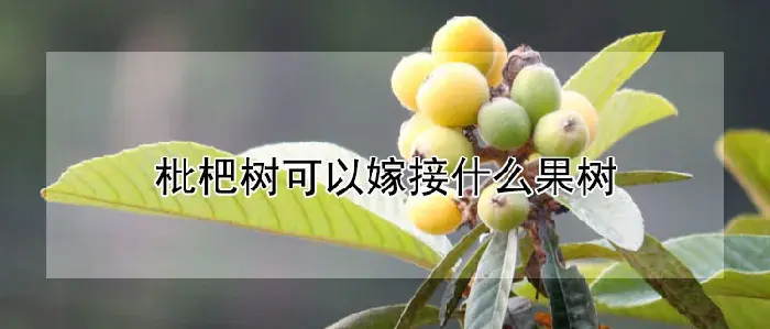 枇杷树可以嫁接什么果树