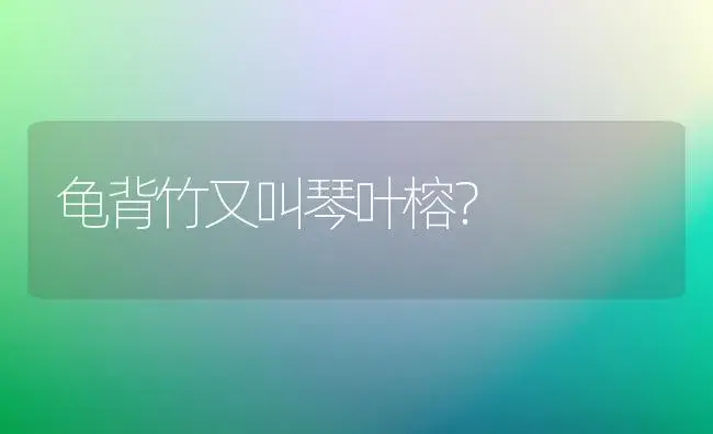 龟背竹又叫琴叶榕？ | 植物问答