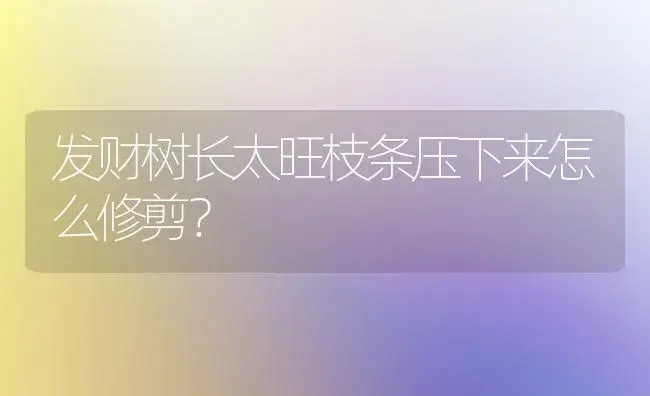 发财树长太旺枝条压下来怎么修剪？ | 植物问答