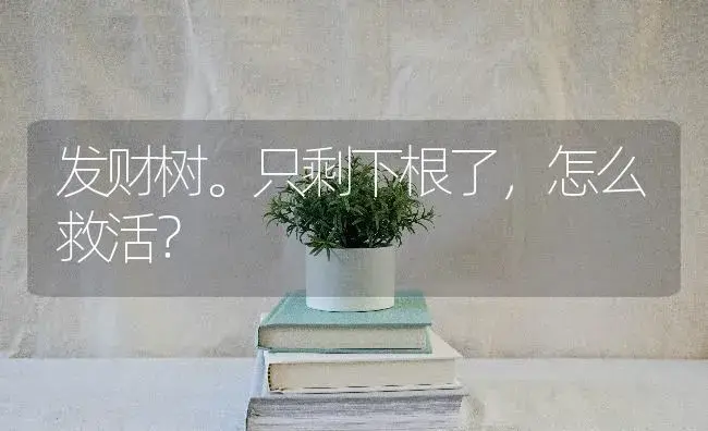 发财树。只剩下根了，怎么救活？ | 植物问答