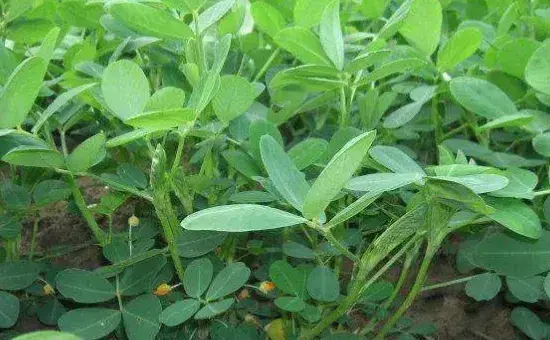 花生苗发黄什么原因