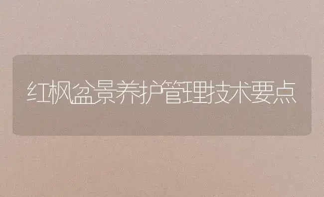 红枫盆景养护管理技术要点 | 植物知识