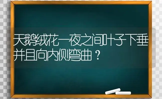 天鹅绒花一夜之间叶子下垂并且向内侧弯曲？ | 植物问答