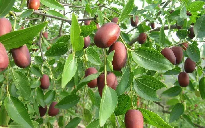 枣树种植技术 科学种植枣树的方法是什么？