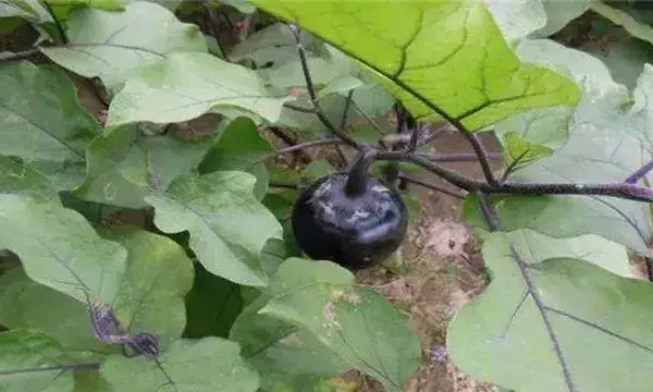 茄子摘叶时间及方法