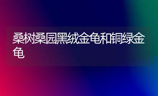 桑树桑园黑绒金龟和铜绿金龟 | 植物知识