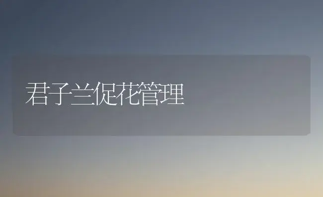 君子兰促花管理 | 植物知识